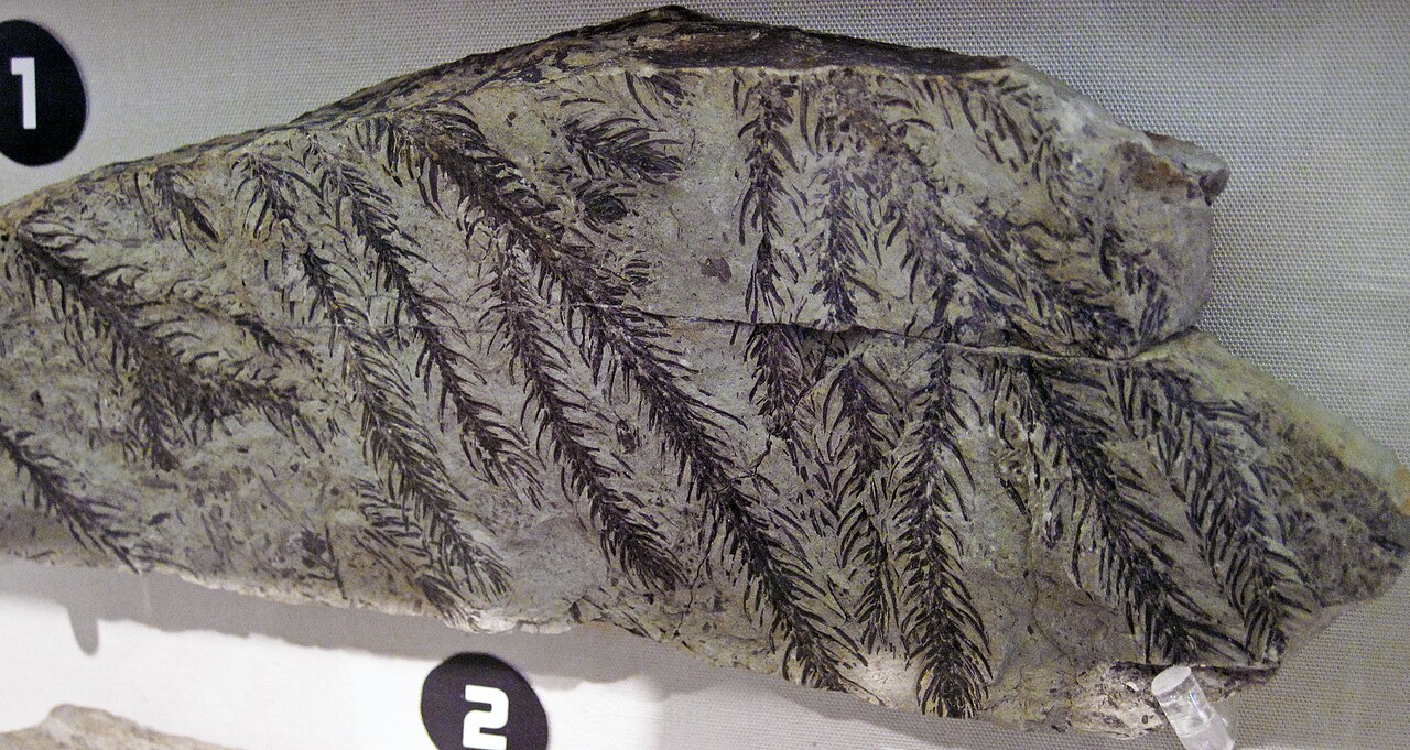 Cretaceous