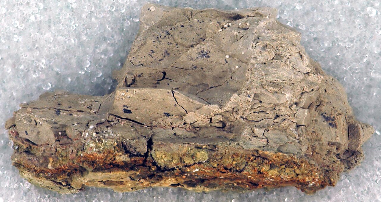 Cretaceous–Paleogene extinction event